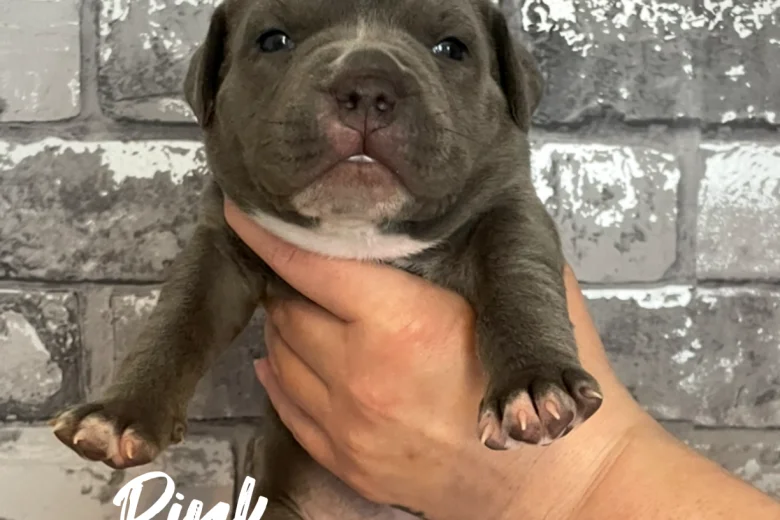 Staffordshire Bull Terrier