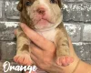 Staffordshire Bull Terrier