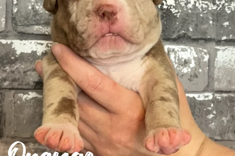 Staffordshire Bull Terrier