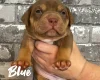 Staffordshire Bull Terrier