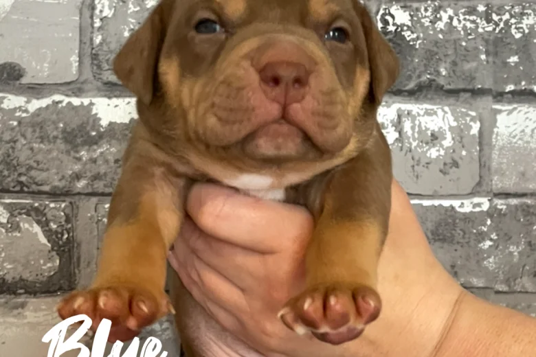 Staffordshire Bull Terrier