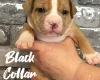 Staffordshire Bull Terrier