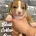 Staffordshire Bull Terrier