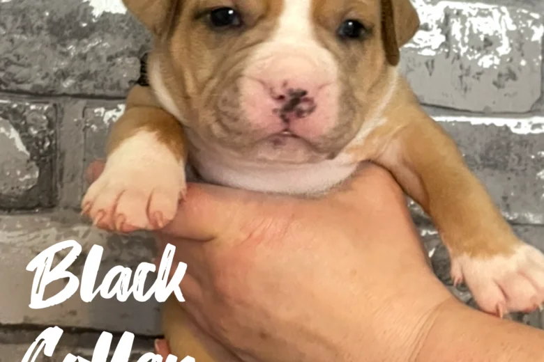 Staffordshire Bull Terrier