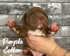 Staffordshire Bull Terrier