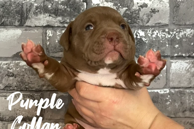 Staffordshire Bull Terrier