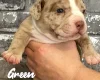 Staffordshire Bull Terrier