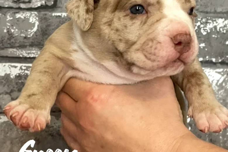 Staffordshire Bull Terrier