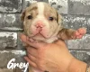 Staffordshire Bull Terrier