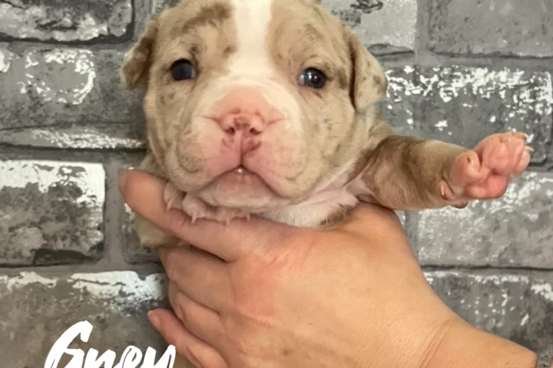 Staffordshire Bull Terrier