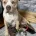 Staffordshire Bull Terrier