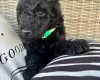Poodle