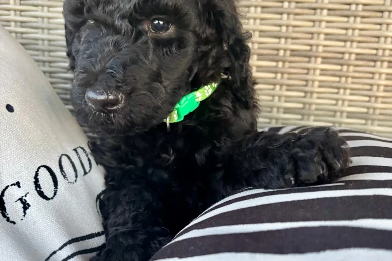 Poodle