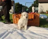 Poodle