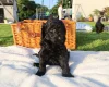 Poodle