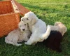 Poodle
