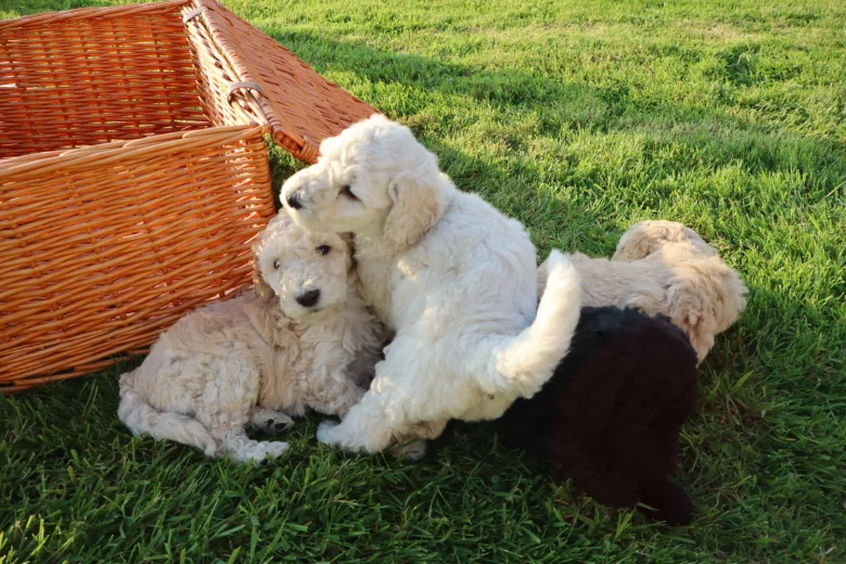 Poodle