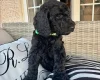 Poodle