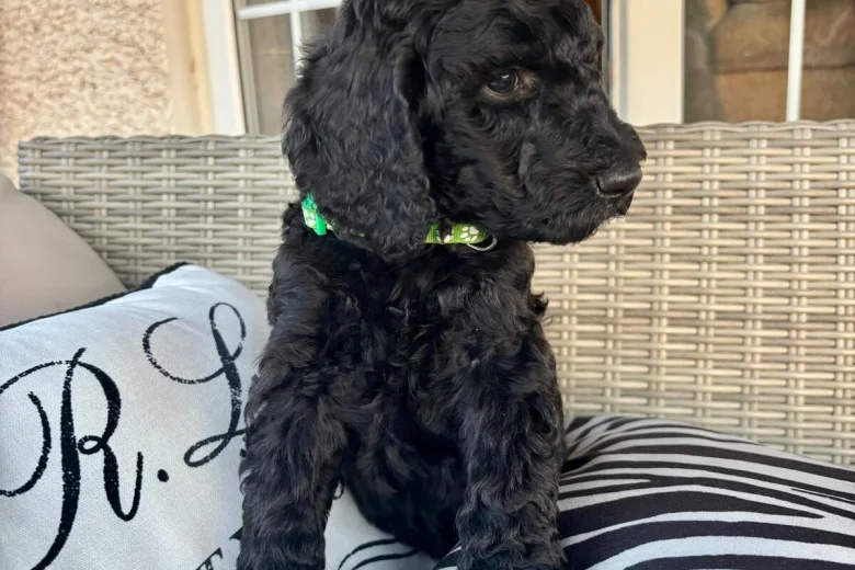 Poodle