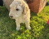 Poodle