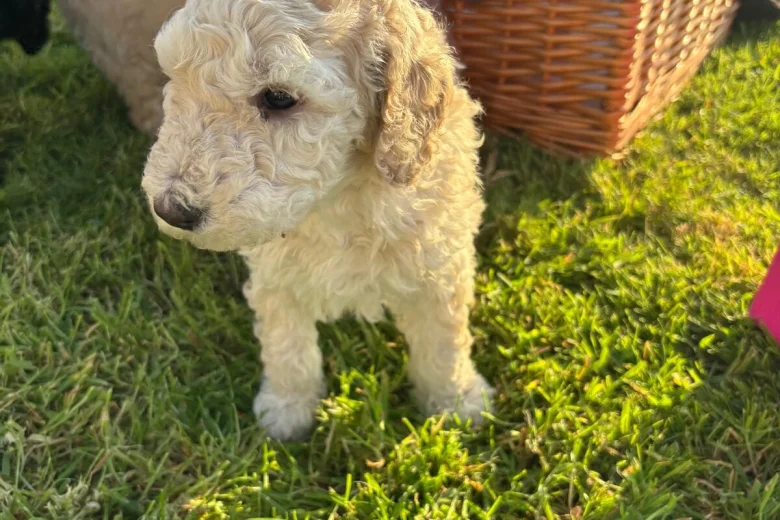 Poodle