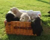 Poodle