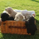 Poodle