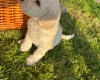 Poodle