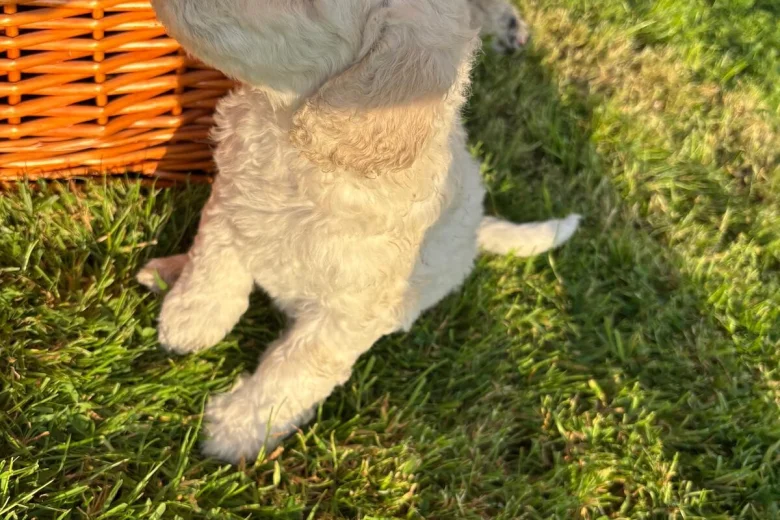 Poodle