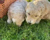 Poodle