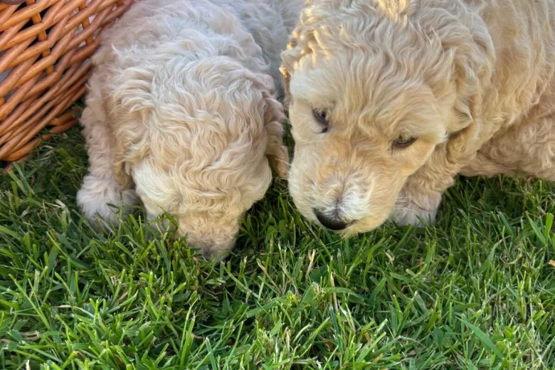 Poodle