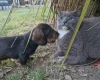 Dachshund (Wire Haired)