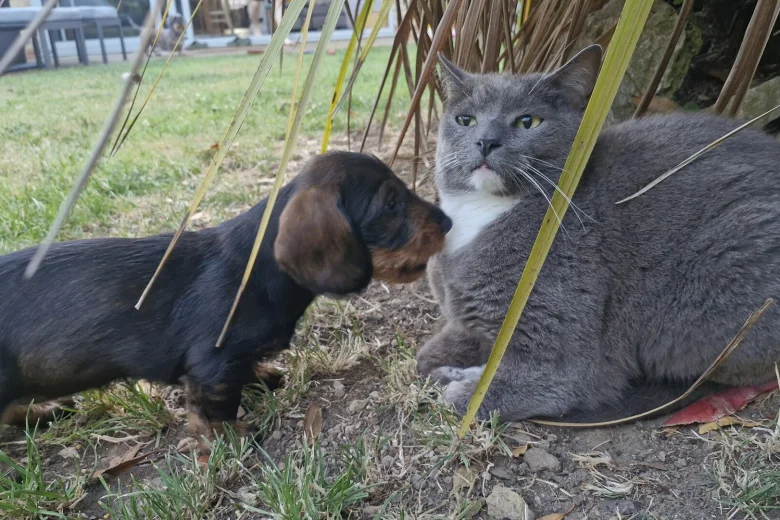 Dachshund (Wire Haired)