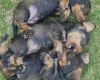 Dachshund (Wire Haired)