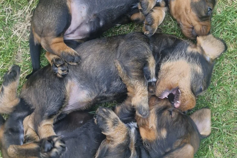 Dachshund (Wire Haired)