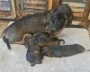 Dachshund (Wire Haired)