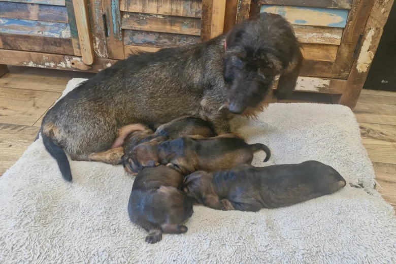 Dachshund (Wire Haired)
