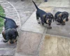 Dachshund (Wire Haired)