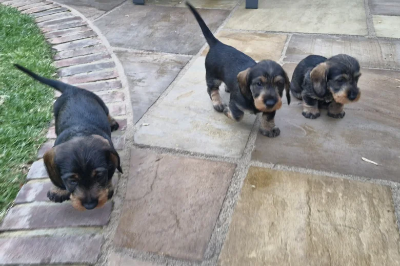 Dachshund (Wire Haired)
