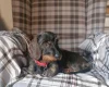Dachshund (Wire Haired)