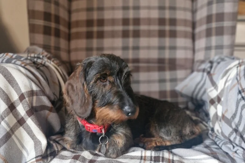 Dachshund (Wire Haired)