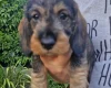 Dachshund (Wire Haired)