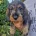 Dachshund (Wire Haired)