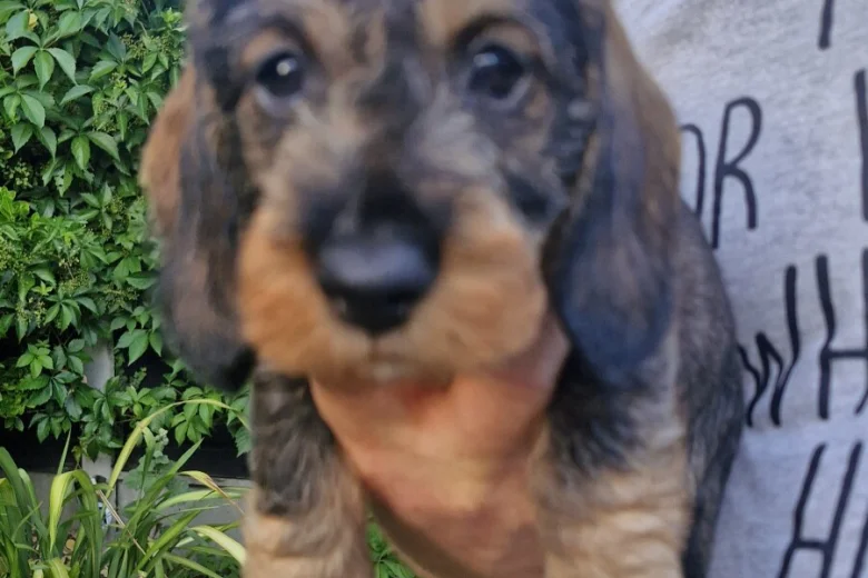 Dachshund (Wire Haired)