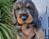 Dachshund (Wire Haired)