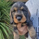 Dachshund (Wire Haired)