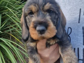 Dachshund (Wire Haired)