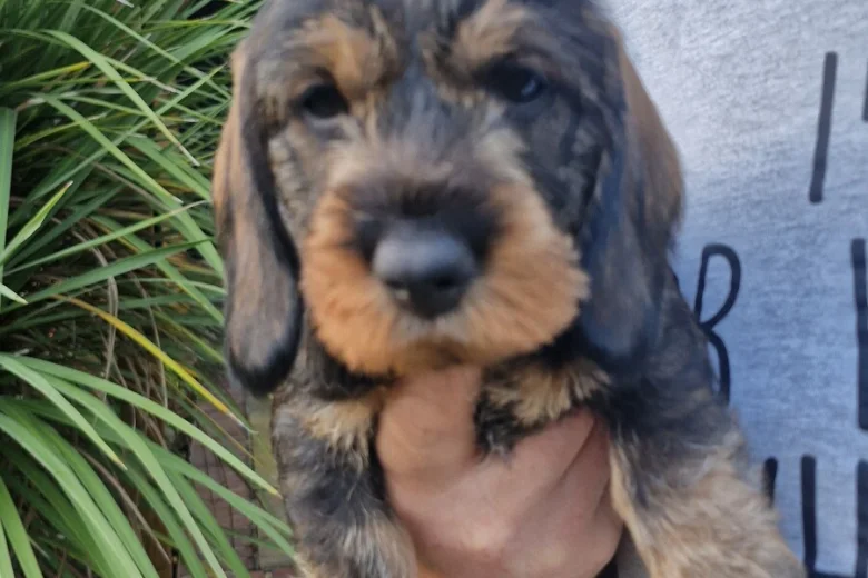 Dachshund (Wire Haired)