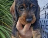 Dachshund (Wire Haired)