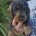 Dachshund (Wire Haired)